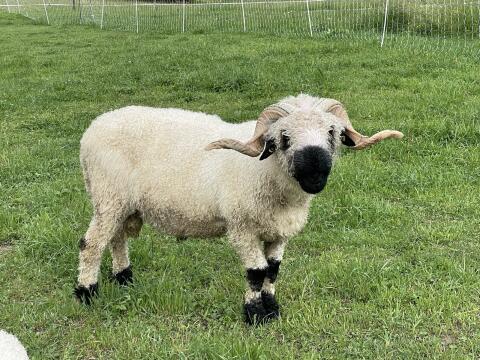 Verkaufe schönen Walliser Schwarznasen-Widder