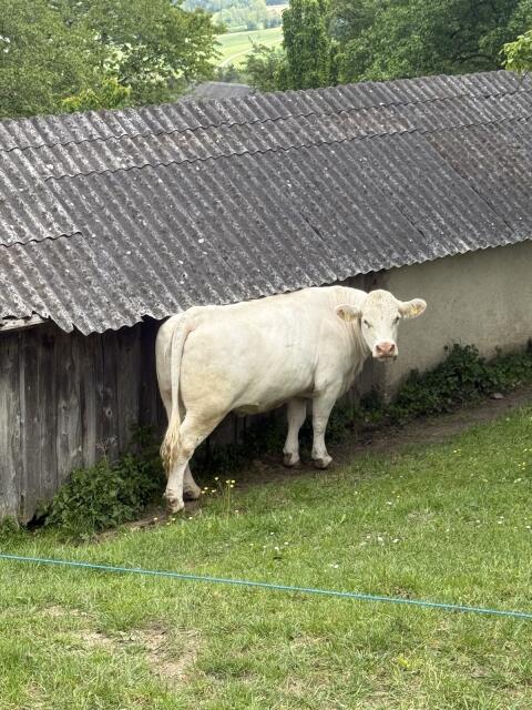 Bio-Charolais-Mutterkühe
