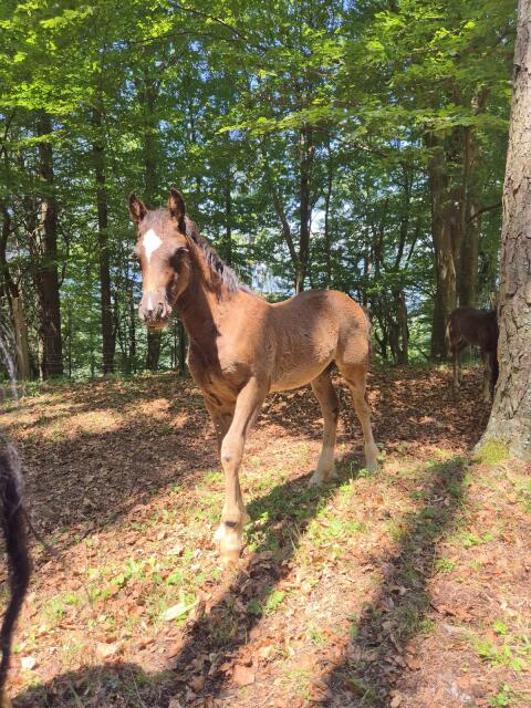 Stutfohlen, Reitpony, Rappe
