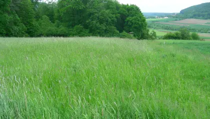 Grundstück am Stadtrand von Bleiburg 9.150