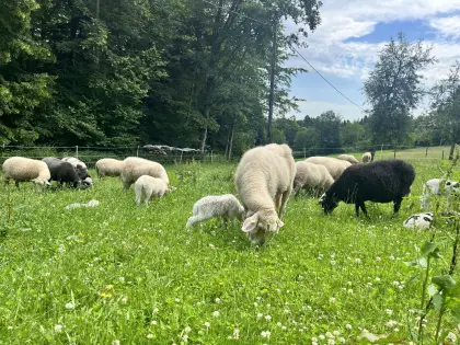 Waldschafe, Mutterschafe oder Lämmer, HB und Bio