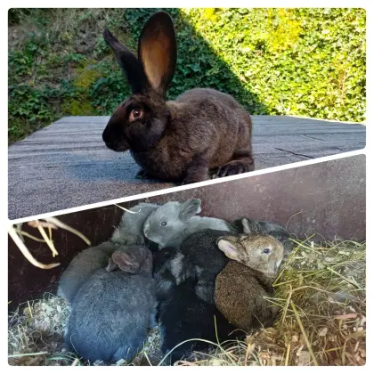 Riesenhäsin mit Jungen
