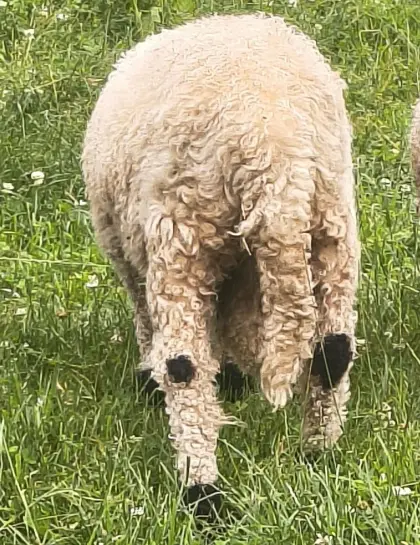 Walliser Schwarznasen Widder HB, Bio