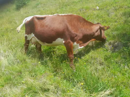 Milchkuh Pinzgauer Bio