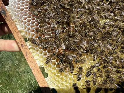 Honig Sommertracht