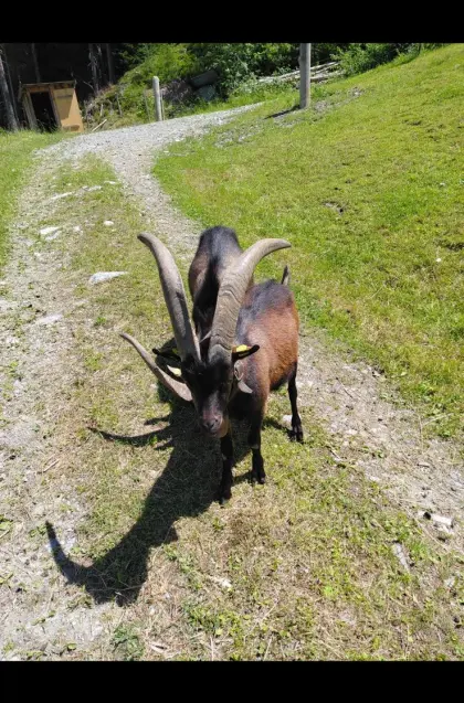 Aosta-Bock