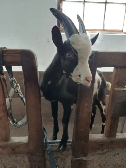 Tauernschecken-Bock
