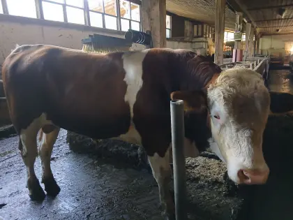Stier zu verkaufen