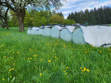 Maissilageballen