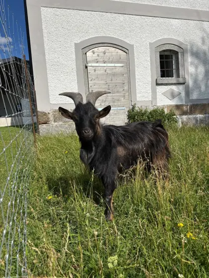 Zwergziegenbock