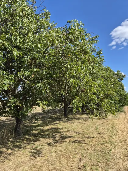 Nussbäume