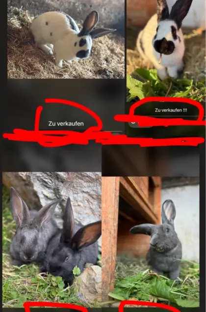 Riesenhasen