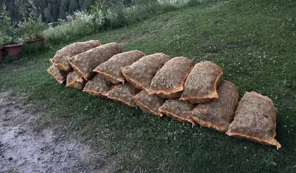 Zirbenzapfen, 20 kg, noch vorhanden.
