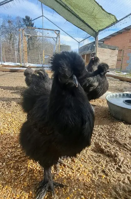 Zwergseidenhuhn und Seidenhuhn Bruteier