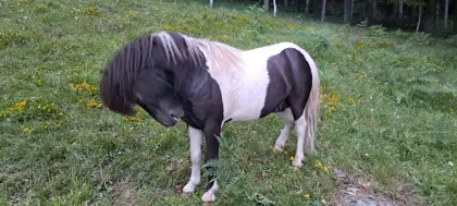 Mini-Shetty-Hengst