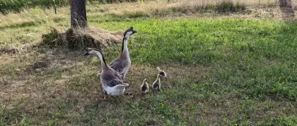 Höckergans-Familie (1 Pärchen, 3 Gössel)
