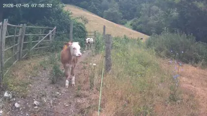 Bio-Ochsen, Bio-Stier gen. hornlos