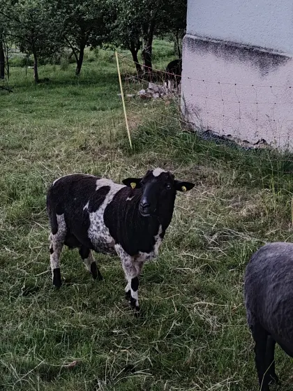 Waldschaf gekörter Bock zur Zucht, Auen und Lämmer
