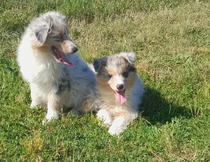 Wunderschöne Australian Shepherd-Welpen zu verkaufen