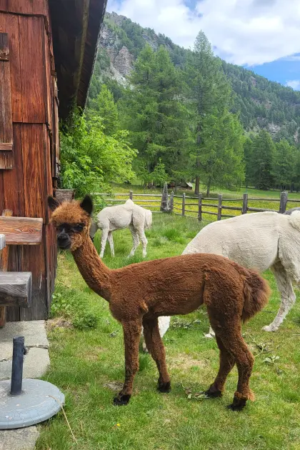 3 Alpaka-Jungstuten als Paket