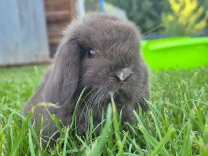 Mini Lop Baby-Brüder