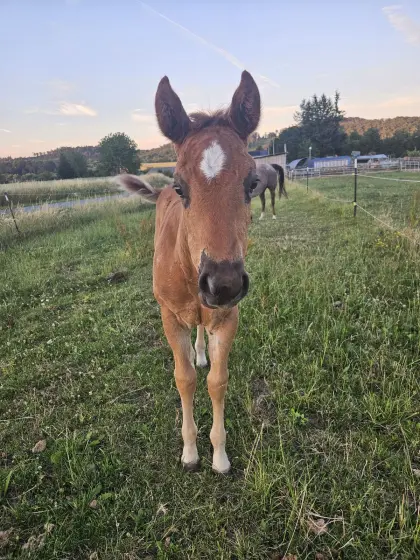 American Quarter Horse Stutfohlen