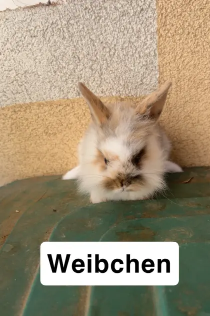 Zwergkaninchen
