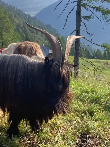 Walliserschwarzhalsziegenbock