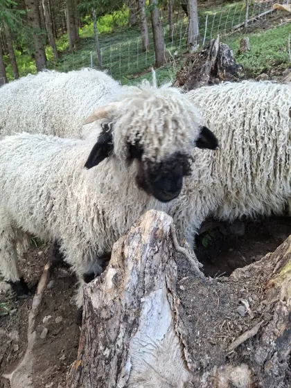 Walliser Schwarznasenschaf