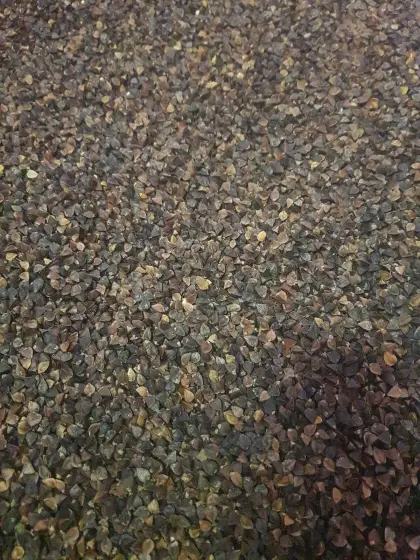 Bio-Buchweizen