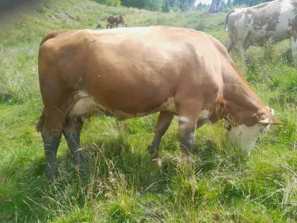 Verkaufe Bio-Milchkuh