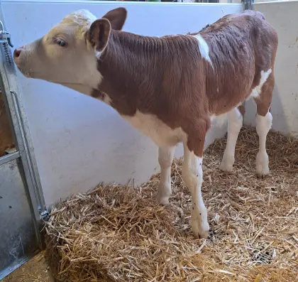 Fleckviehstierkalb