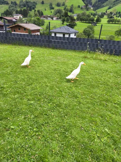Laufenten, 2 weiße Damen