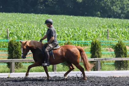 Traumhafte Araber-Haflinger-Stute (Geb. 2021) zu verkaufen.