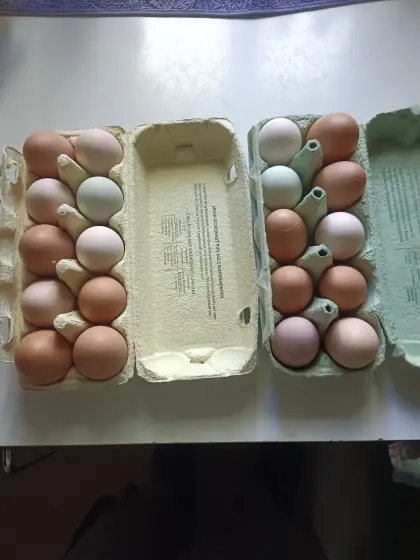 Frische Bio-Eier