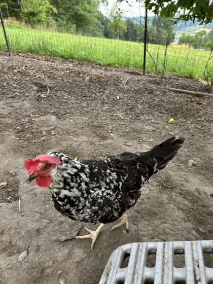 Hühner