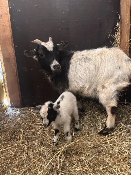 Mini-Zwergziege Frieda sucht ein Zuhause