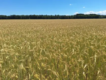 Bio-Triticale