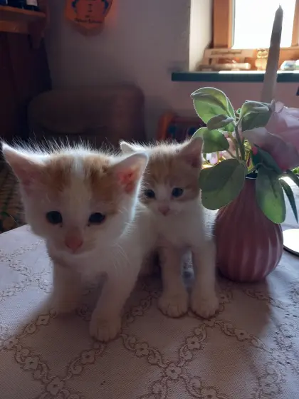 Babykatzen