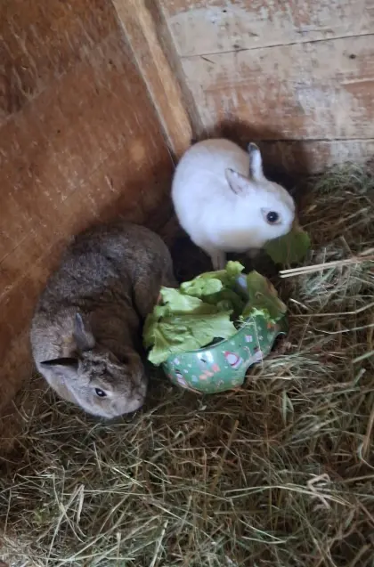 Zwergkaninchen