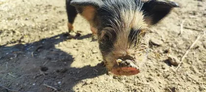 Kune-Kune-Sau