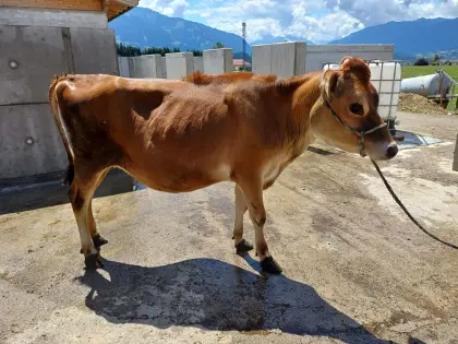 Jersey-Kalb