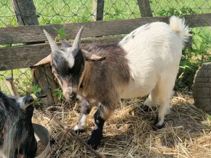 Zwergziegenbock