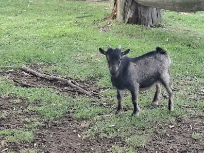 Zwergziegen