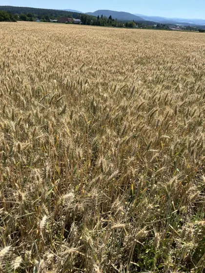 Weizen, Triticale