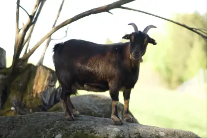 Zwergziege