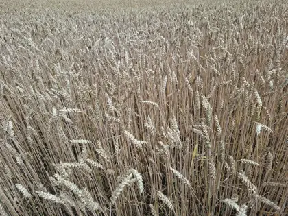 Weizenstroh Bio