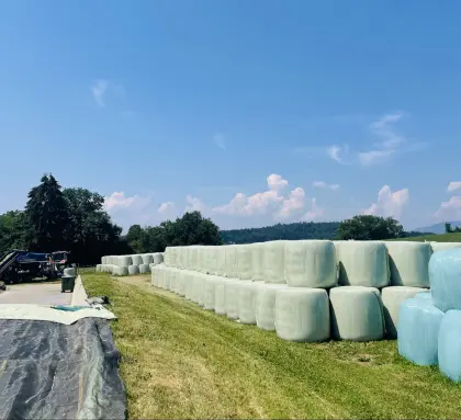 Bio-Maisballen