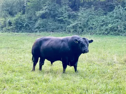 Top Bio Aberdeen Angus Deckbulle abzugeben