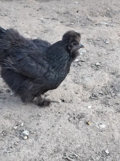 Seidenhuhn Bruteier